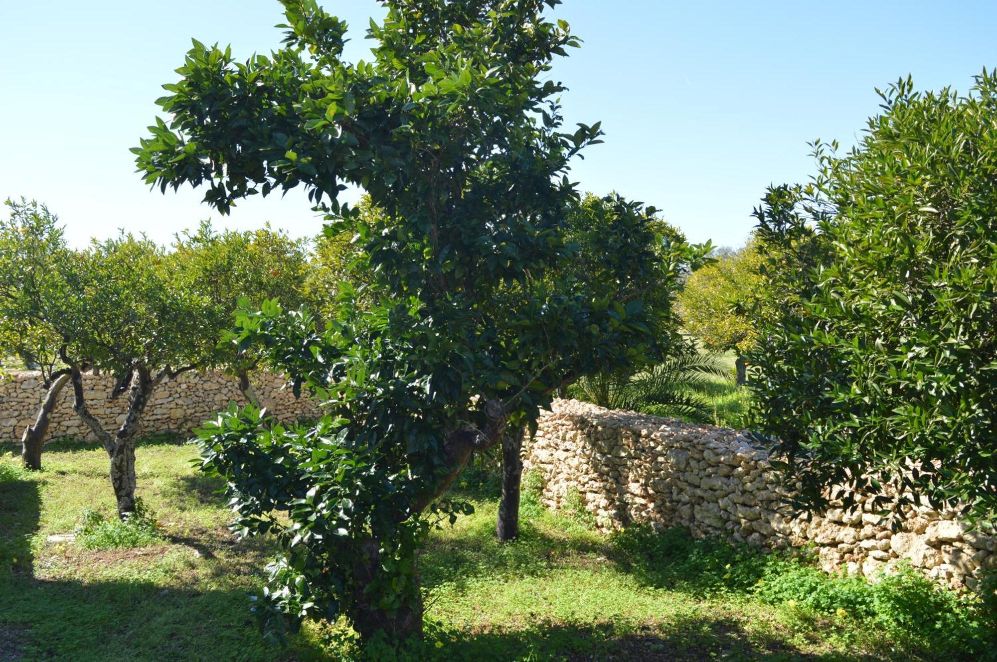 Agriturismo Tenute Masseria Notari Borgagne Exterior foto